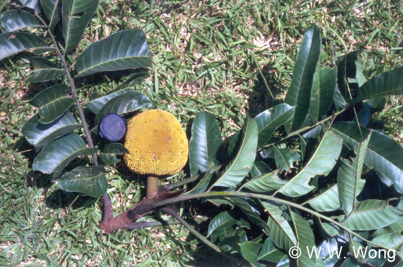 Artocarpus lanceifolius